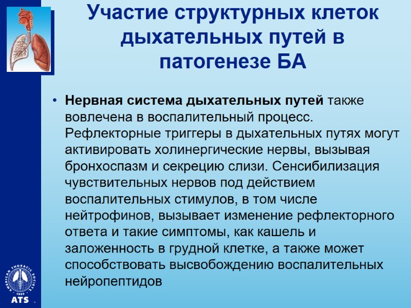 Участие структурных клеток дыхательных путей в патогенезе БА Нервная система дыхательных путей также вовлечена